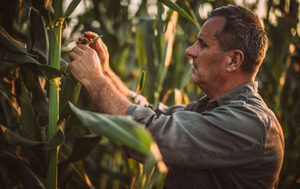 Close-up of farmer tending to crop