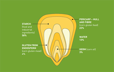 Corn kernel use