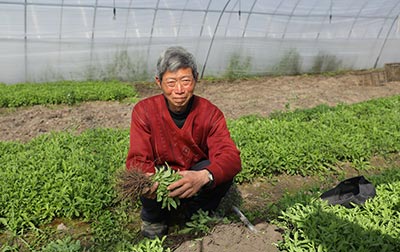 Dongtai farmer 2