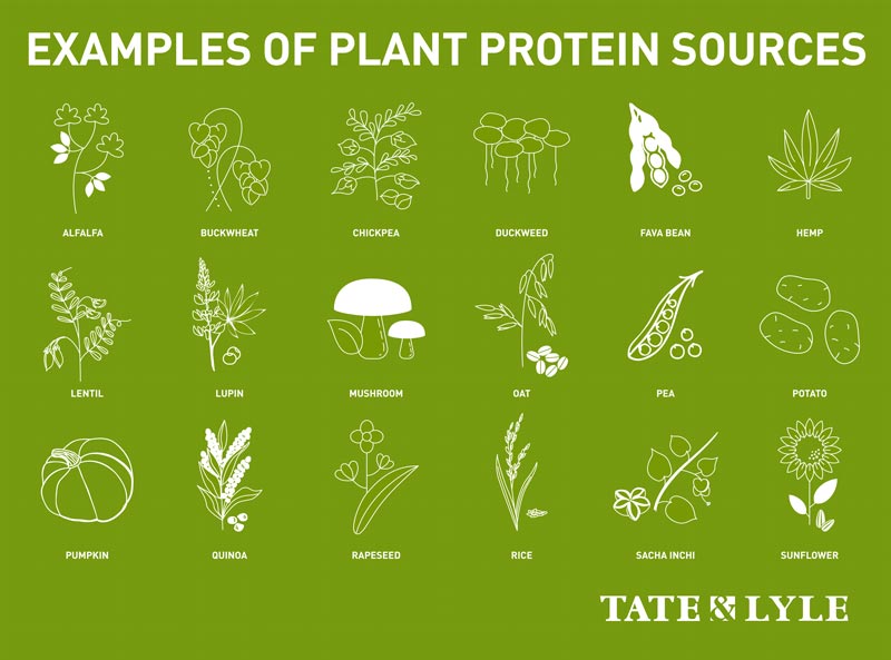 Examples of plant protein sources