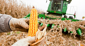 Land O Lakes corn field harvesting Land O Lakes corn field harvesting tile