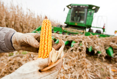 Land O Lakes corn field harvesting