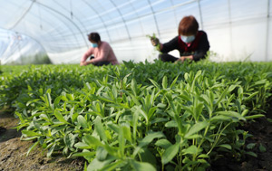 Stevia farmers