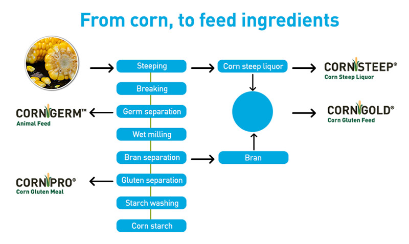 Animal nutrition | Tate & Lyle Animal nutrition | Tate & Lyle