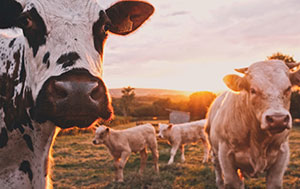 Field of cows in front of a golden sunset