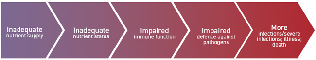 inadequate nutrition cascades to adverse  effects on immunity