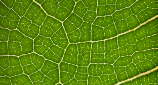 Leaf BioHarvest + leaf