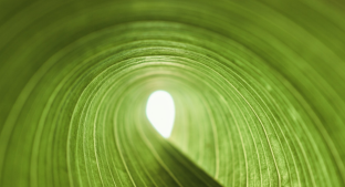 Curled leaf