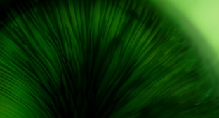 BioHarvest