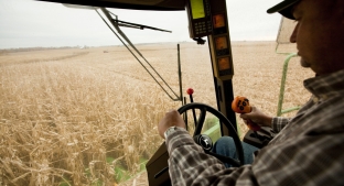 Corn farmer