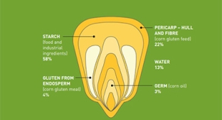 Corn kernel use