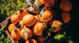 Basket of oranges