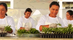 Peruvian Stevia Farmers