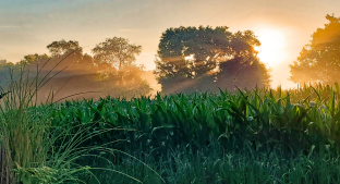 Field of corn