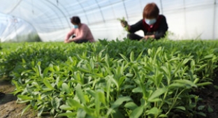 Stevia farmers