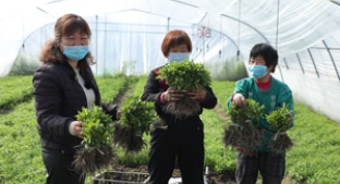 Sustainable stevia farmers Sustainable stevia farmers