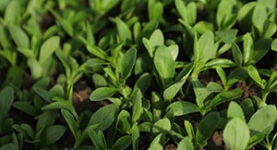 Sustainable stevia leaves