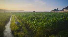 French Corn