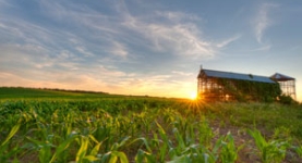 Sunrise over corn field