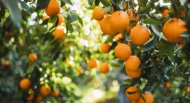 Orange trees