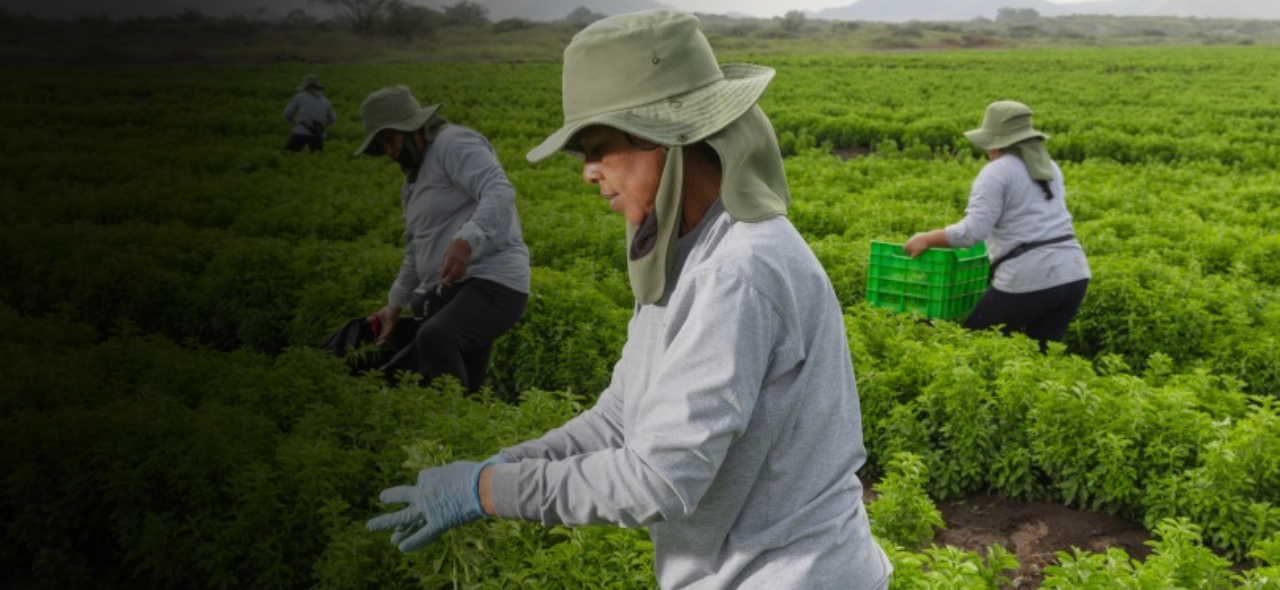 Yume M Stevia Sweetener Launch