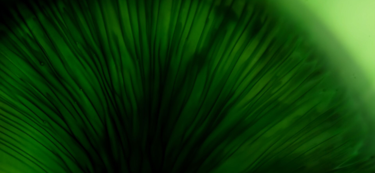 Bioharvest anouncement