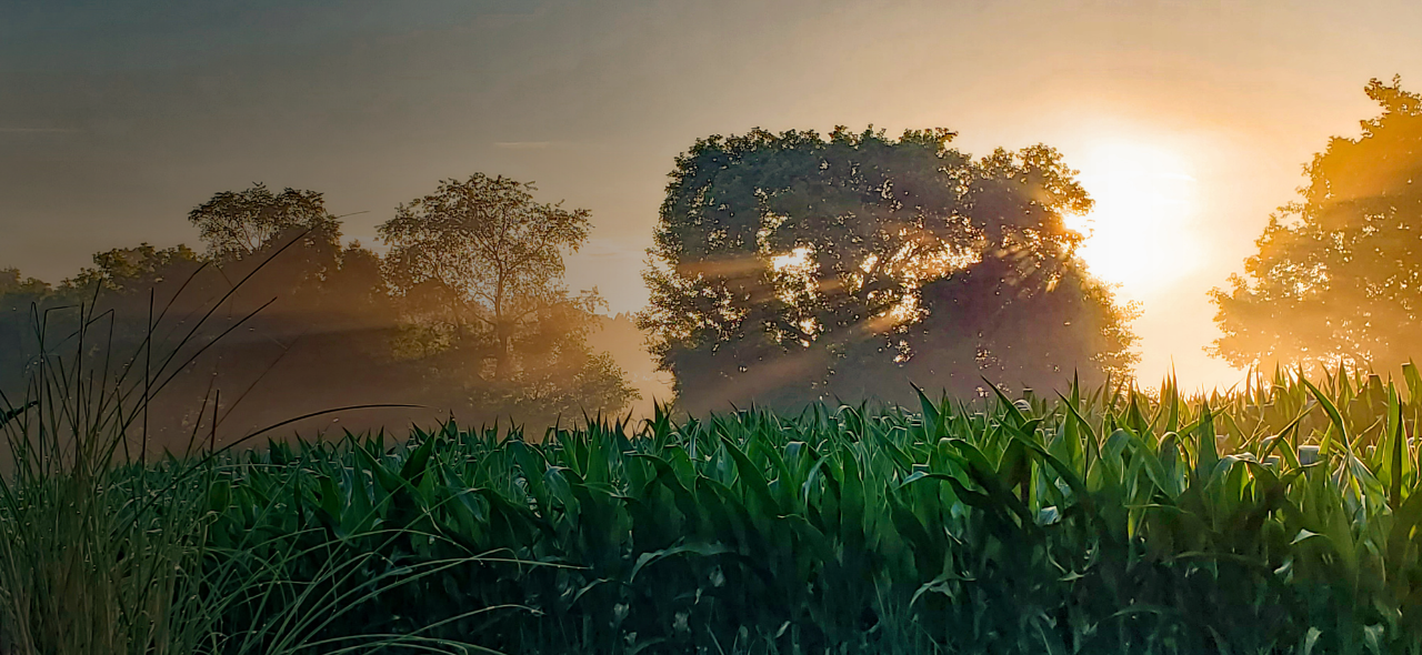Field of corn
