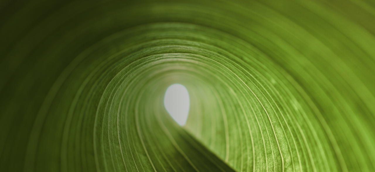 Curled Leaf