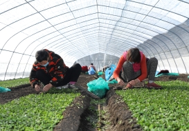 Working stevia farmers 