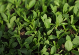 Stevia close up