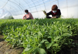 Close-up of stevia with farmers in the distance